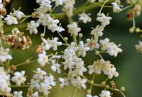 Sambucus nigra