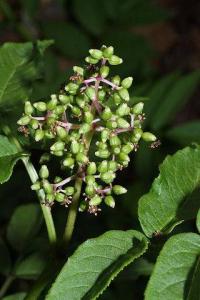 Sambucus racemosa