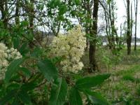 Sambucus racemosa