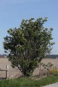 Sambucus racemosa