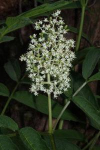 Sambucus racemosa