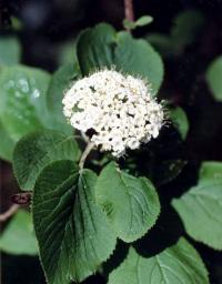 Viburnum lantana