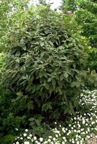 Viburnum lantana