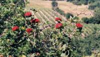 Viburnum lantana