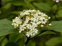 Viburnum lantana