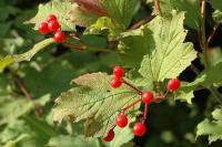 Viburnum opulus