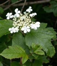 Viburnum opulus