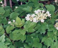 Viburnum opulus