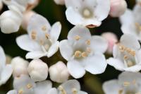 Viburnum tinus