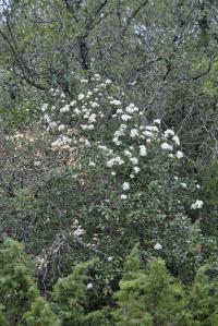 Viburnum tinus