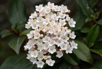 Viburnum tinus