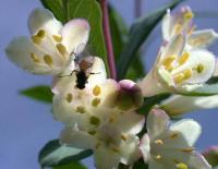 Lonicera pyrenaica