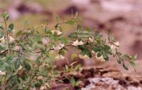 Lonicera pyrenaica