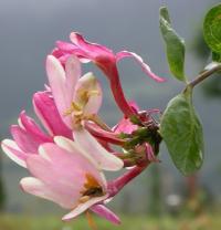 Lonicera periclymenum subsp. periclymenum