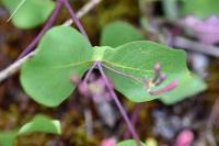 Lonicera etrusca