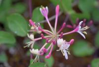 Lonicera etrusca