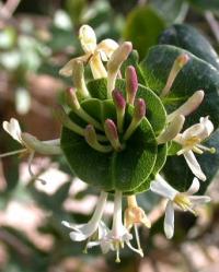 Lonicera implexa