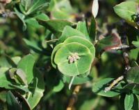 Lonicera implexa