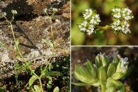 Valerianella carinata