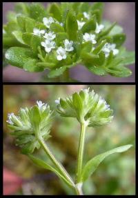 Valerianella carinata