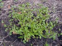 Valerianella carinata