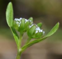 Valerianella locusta subsp. locusta