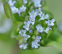 Valerianella locusta subsp. locusta