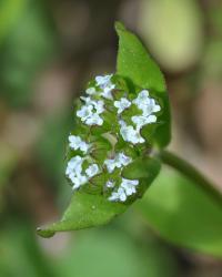 Valerianella locusta subsp. locusta