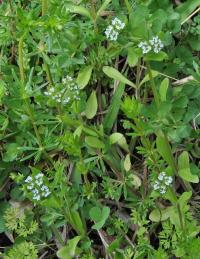 Valerianella locusta subsp. locusta