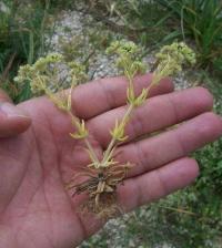 Valerianella pumila