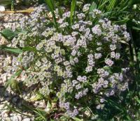 Valerianella pumila