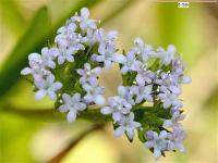 Valerianella eriocarpa