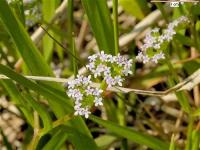 Valerianella eriocarpa