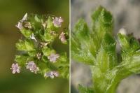 Valerianella eriocarpa