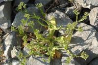 Valerianella eriocarpa