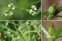 Valerianella rimosa