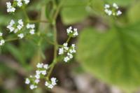 Valerianella dentata