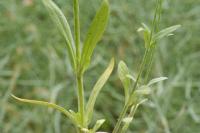 Valerianella dentata