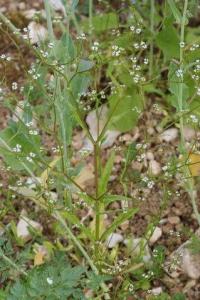 Valerianella dentata