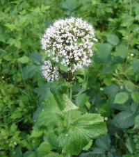 Valeriana pyrenaica