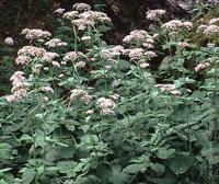 Valeriana pyrenaica