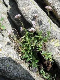 Valeriana apula