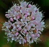 Valeriana montana