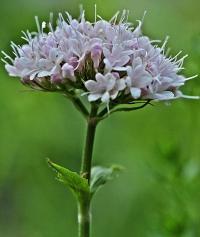 Valeriana montana