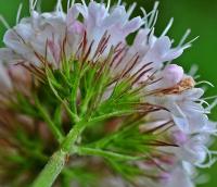 Valeriana montana