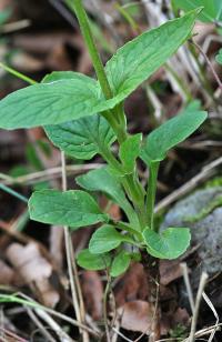 Valeriana montana