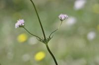 Valeriana officinalis subsp. collina