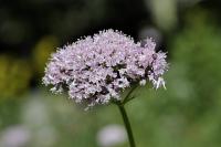 Valeriana officinalis subsp. collina