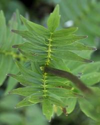 Valeriana officinalis subsp. collina