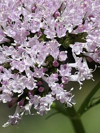 Valeriana officinalis subsp. collina